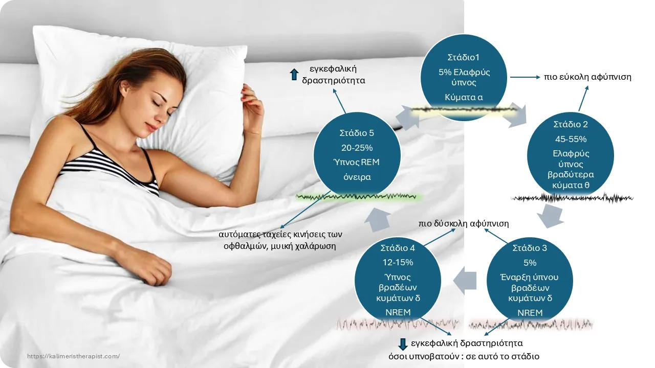 στάδια ύπνου στάδια ύπνου
