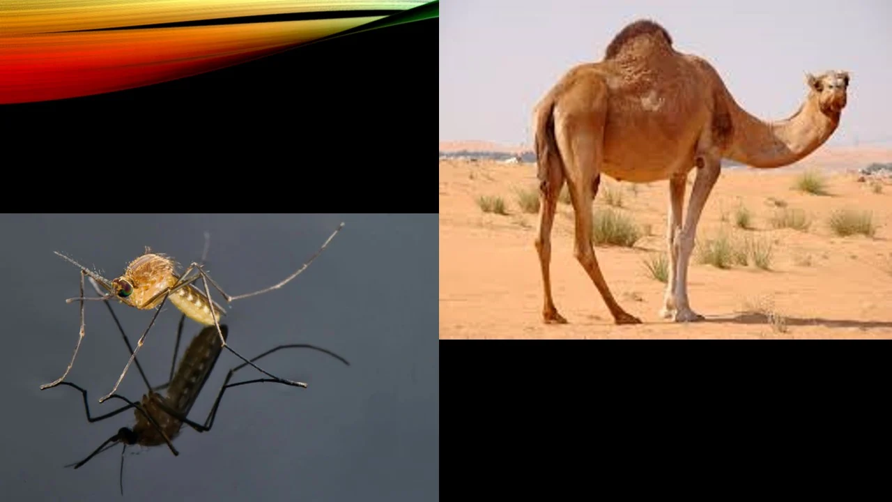 camel and mosquito