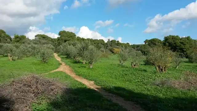 πεζοπορία άλσος