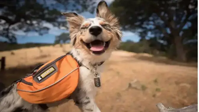 dog nature Θεραπευτική πεζοπορία στη φύση