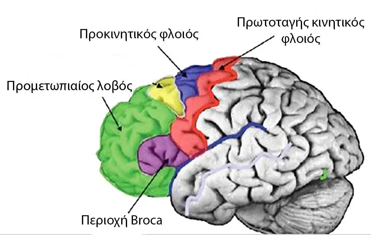 Προμετωπιαίος λοβός μετωπιαίος λοβός περιοχές
