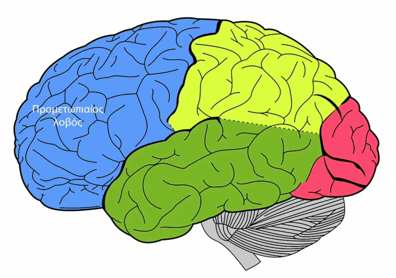 Προμετωπιαίος λοβός προμετωπιαίος λοβός