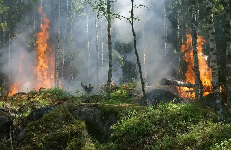 Eco-anxiety : κλιματικό άγχος για την περιβαλλοντική απειλή δασικη πυρκαγια