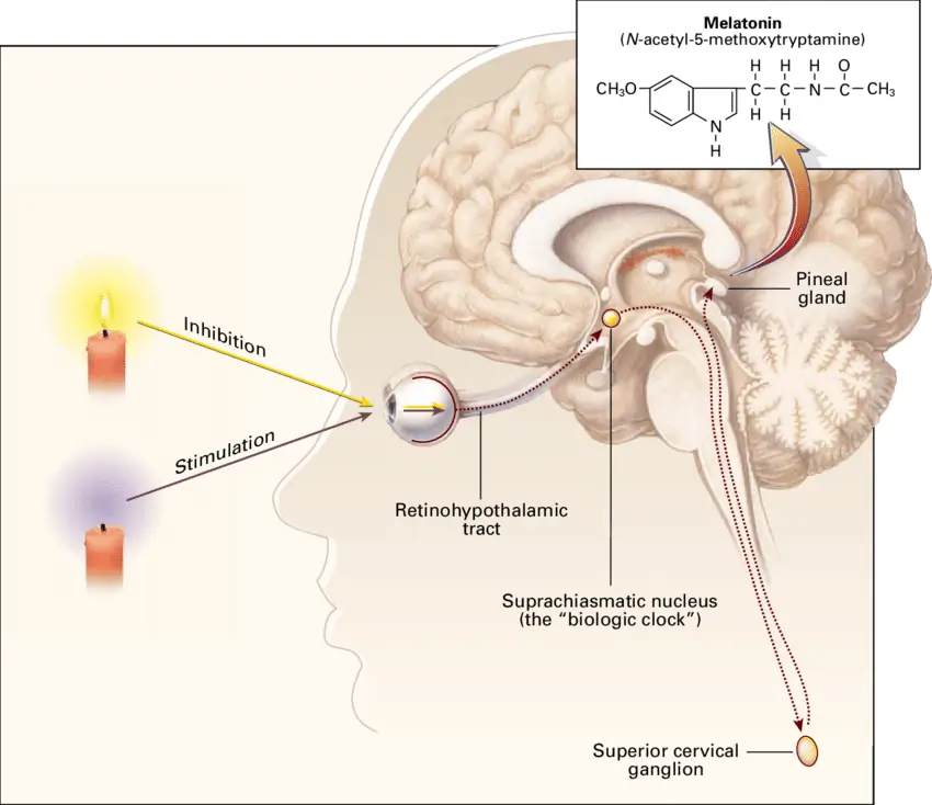 Μελατονίνη: Ρόλος, πότε λείπει και χρήση ως σκεύασμα παραγωγή μελατονίνης στον εγκέφαλο