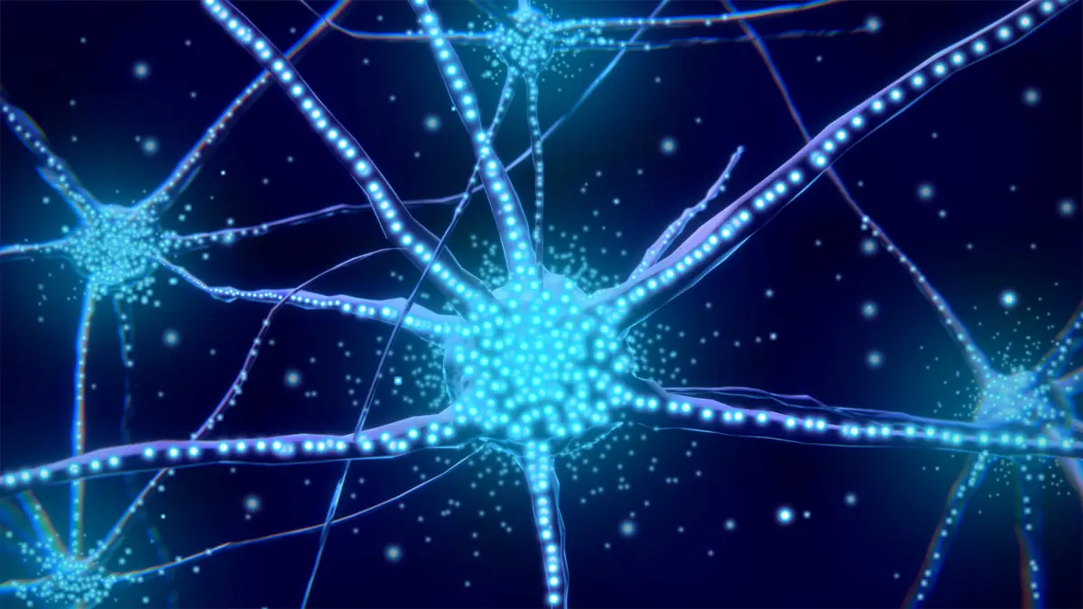 νοραδρεναλίνη νευρικό κύτταρο