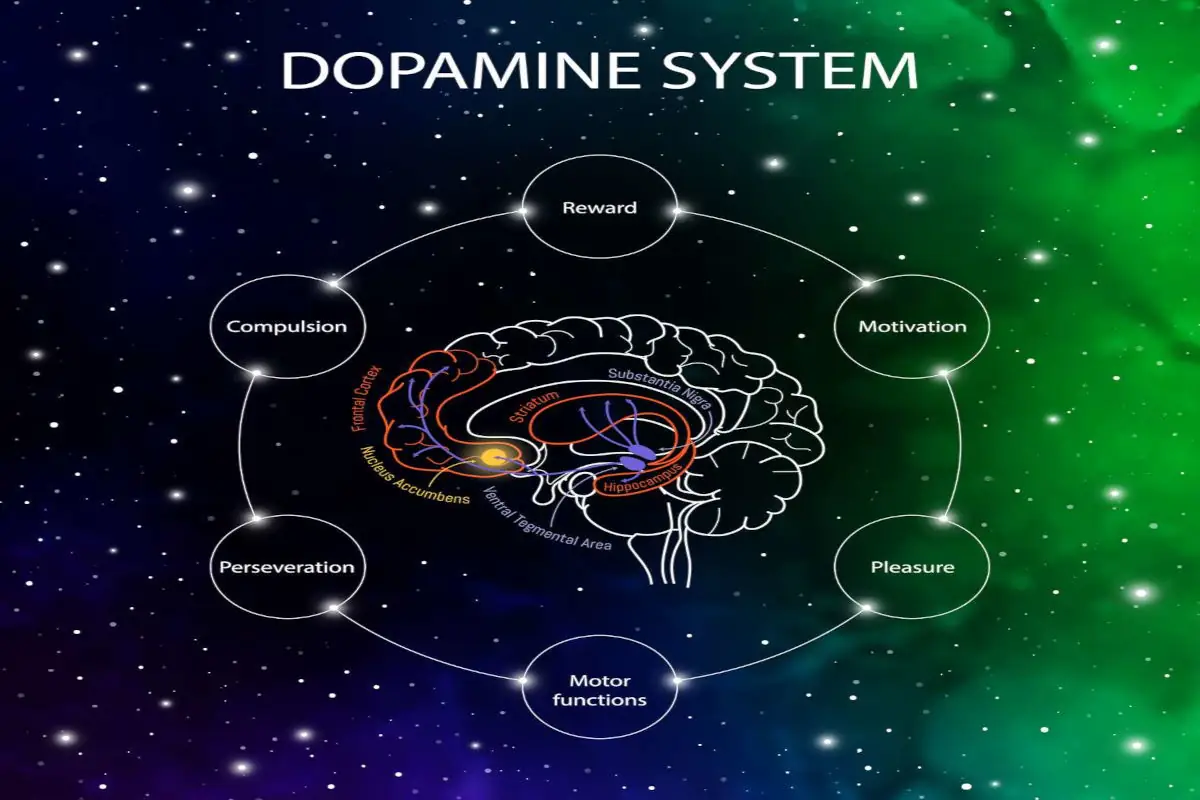 ντοπαμίνη βασικές λειτουργίες