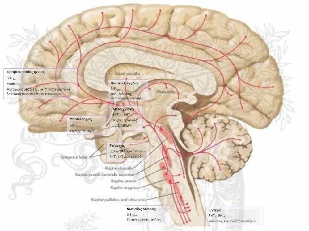 σεροτονίνη δράσεις