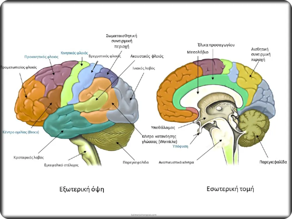 Μικροπλαστικά και Εγκέφαλος : Κίνδυνοι και μέτρα πρόληψης εγκέφαλος περιοχές